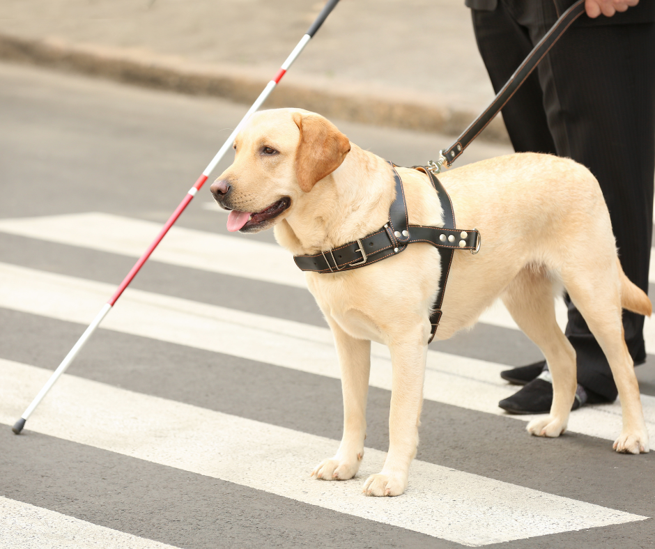 Guide dog standing at a crosswalk with handler holding a white cane.